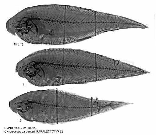 Cynoglossus carpenteri Alcock, 1889 - BMNH 1890.7.31.10-12, Cynoglossus carpenteri, PARALECTOTYPES, Radiograph