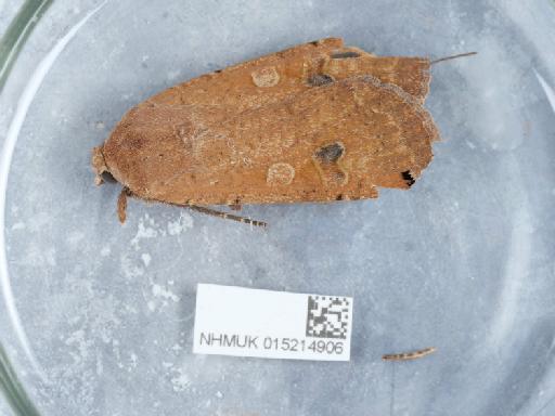 Noctua (Noctua) pronuba Linnaeus, 1758 - 015214906_2