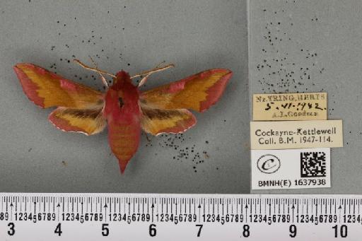 Deilephila porcellus (Linnaeus, 1758) - BMNHE_1637938_206991