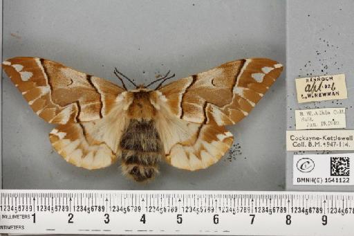 Endromis versicolora (Linnaeus, 1758) - BMNHE_1641122_202900