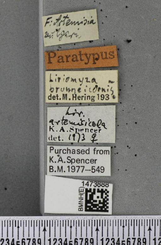 Liriomyza artemisicola De Meijere, 1924 - BMNHE_1473888_a_label_49020