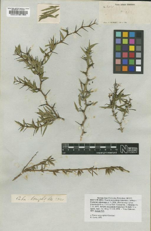 Pictetia angustifolia Griseb. - BM000508130