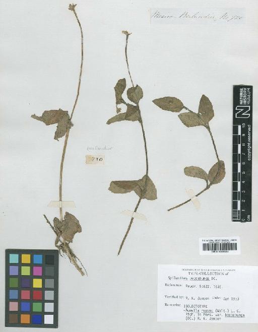 Acmella oppositifolia (Lam.) Jansen - BM001009581
