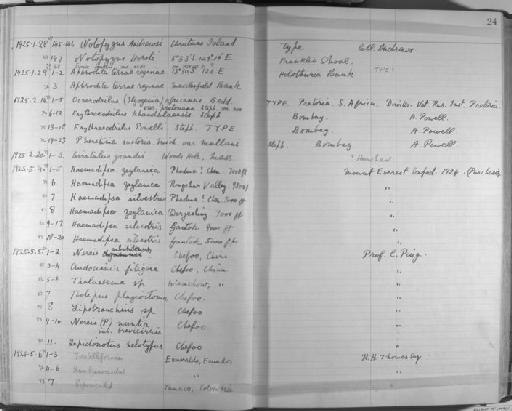 Nereis aibuhitensis - Zoology Accessions Register: Annelida & Echinoderms: 1924 - 1936: page 24