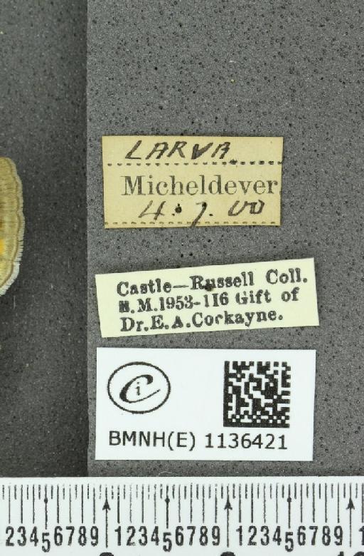 Neozephyrus quercus ab. aurantia-excessa Tutt, 1907 - BMNHE_1136421_label_94252