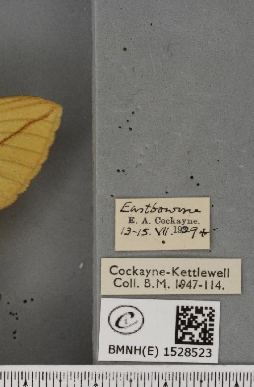 Euthrix potatoria ab. berolinensis Heyne, 1899 - BMNHE_1528523_label_197044