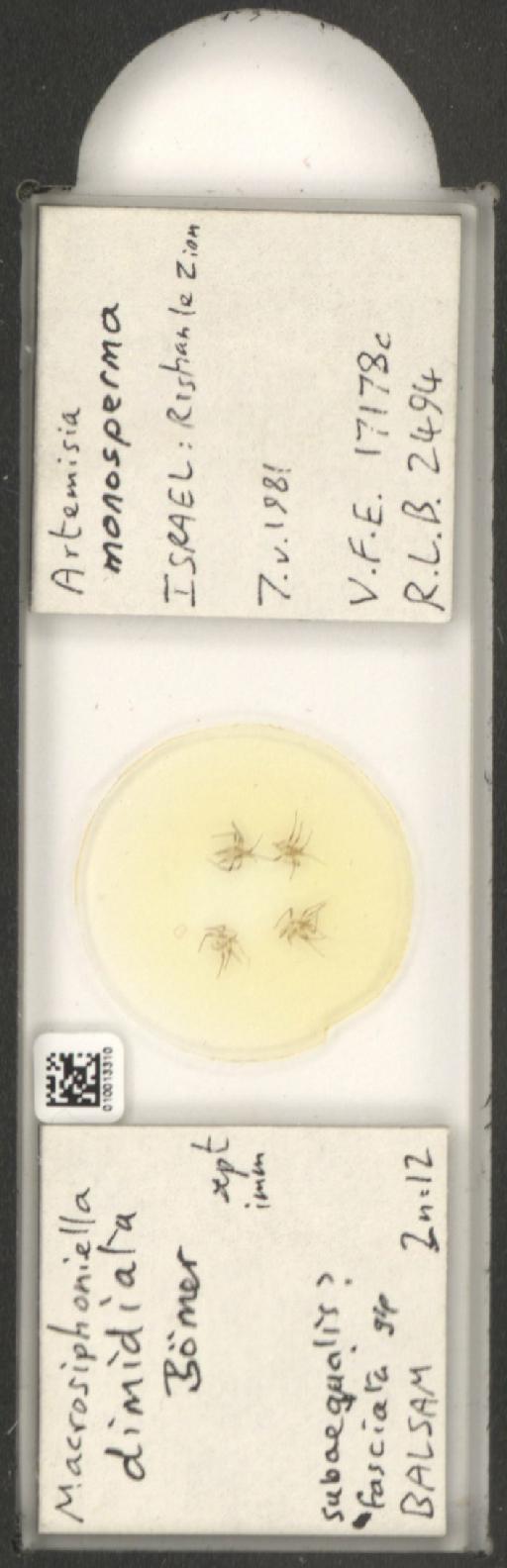 Macrosiphoniella dimidiata Börner, 1942 - 010013310_112659_1094720