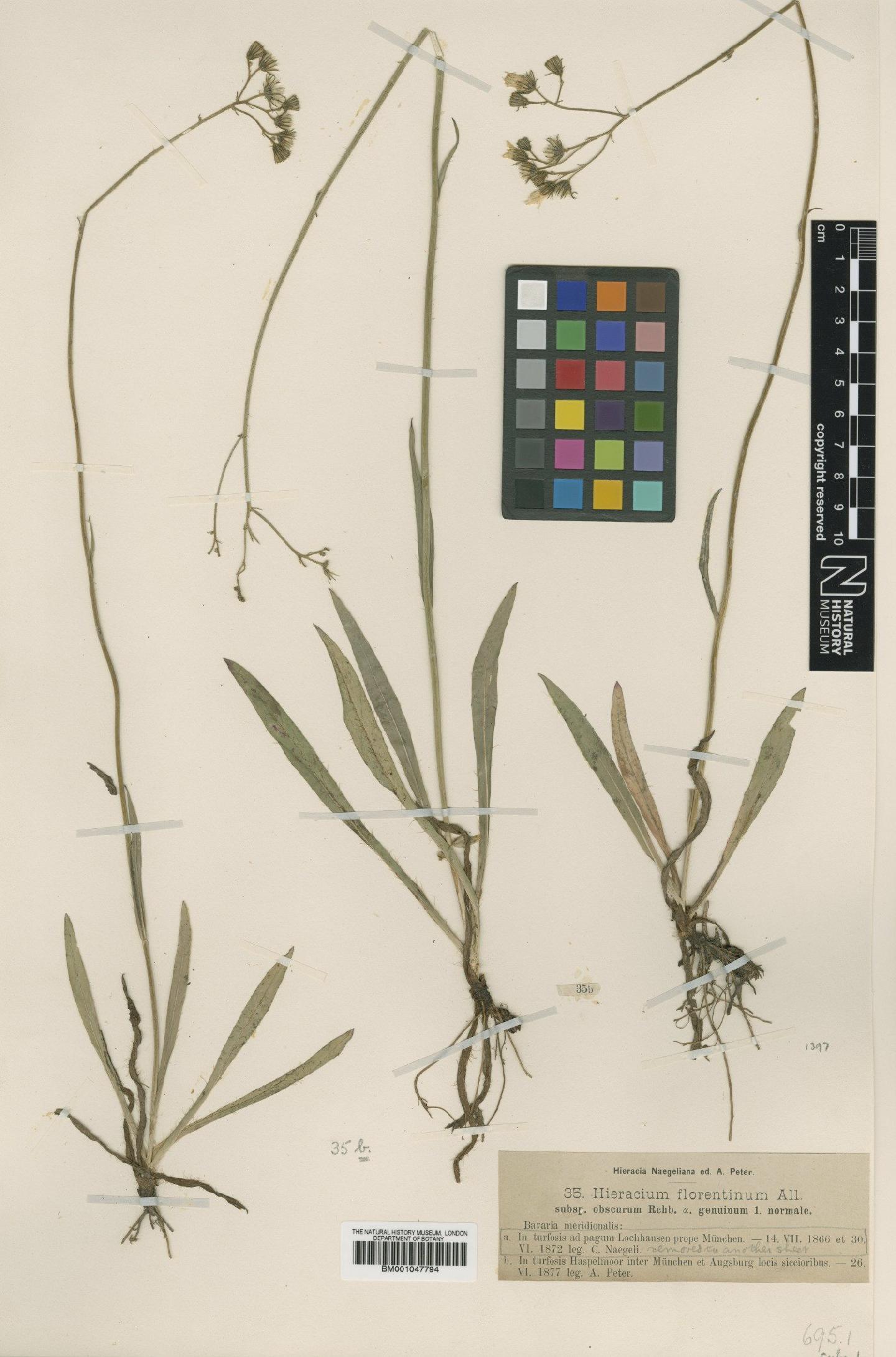 To NHMUK collection (Hieracium florentinum subsp. obscurum Rchb.; NHMUK:ecatalogue:2816023)