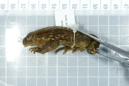 Bufo langanoensis - Image of specimen 1975.1174  See registrations from file name, labels and catalogue record 1975.1172-1176, & 1975.1172