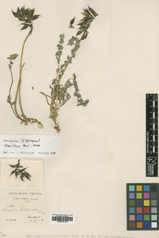 Astragalus licentianus Hand.-Mazz. - BM000997420