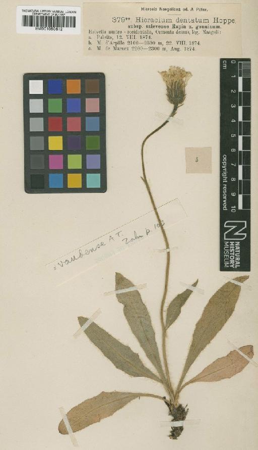 Hieracium dentatum subsp. vaudense (Arv.-Touv.) Zahn - BM001050612