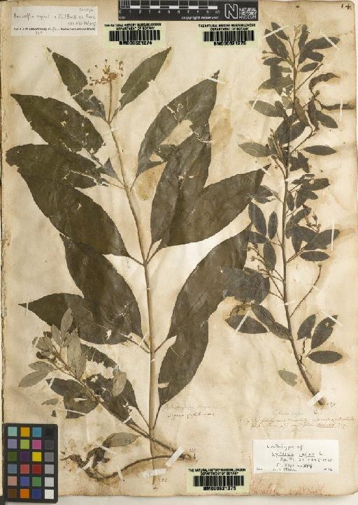 Cytisus cajan L. - BM000621275