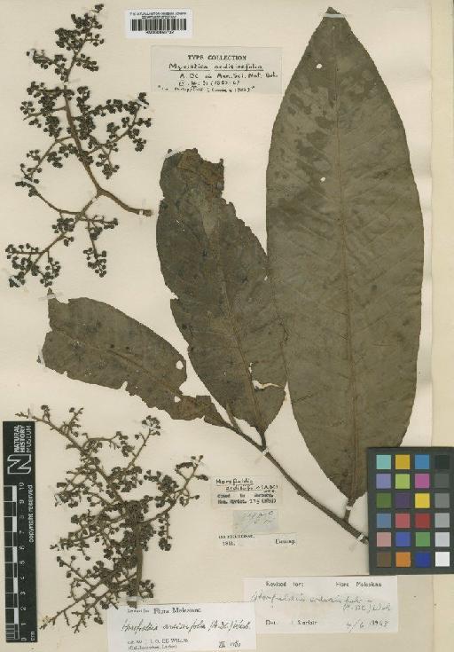 Horsfieldia ardisiifolia (A.DC.) Warb. - BM000950732