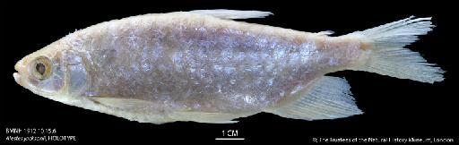 Alestes jacksonii Boulenger, 1912 - BMNH 1912.10.15.6 Alestes jacksonii, HOLOTYPE