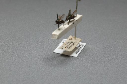 Sarcophaga (Myorhina) nigriventris Meigen, 1826 - 015091863_additional_3