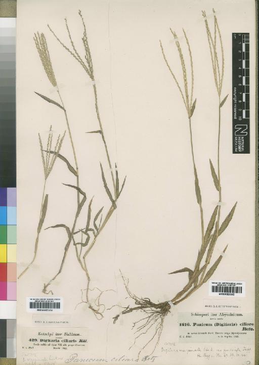 Digitaria ciliaris (Retz.) Koeler - BM000923304