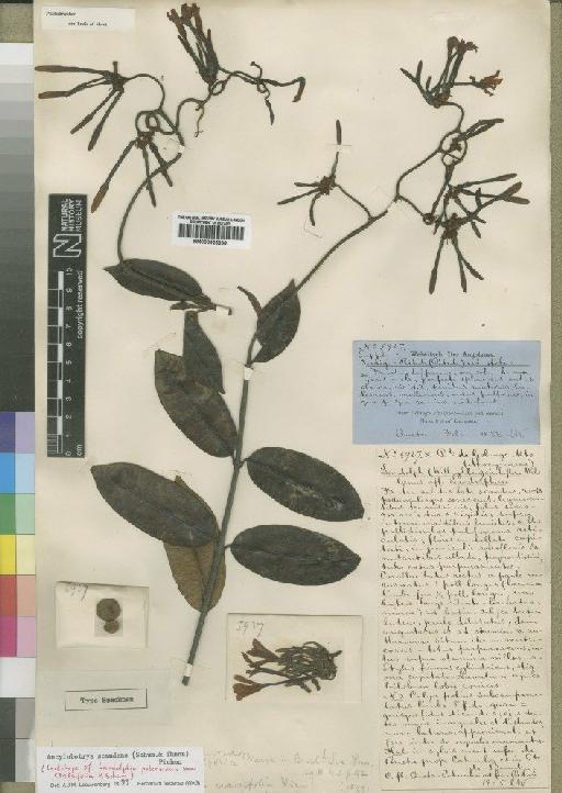 Ancylobotrys scandens (Schumach. & Thonn.) Pichon - BM000925638