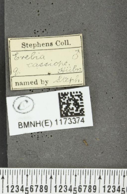 Erebia epiphron (Knoch, 1783) - BMNHE_1173374_label_29569