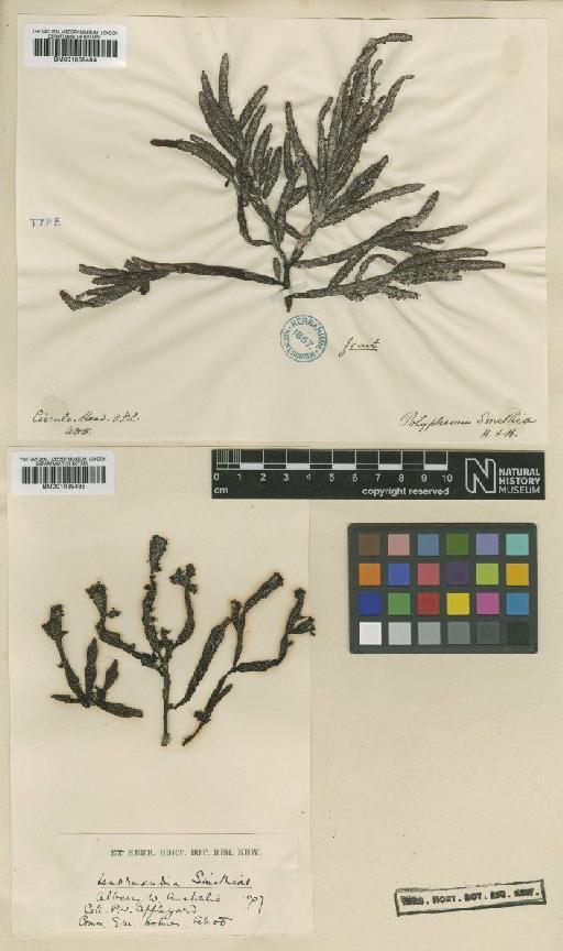 Lenormandia smithiae (Hook.f. & Harv.) Falkenb. - BM001039484