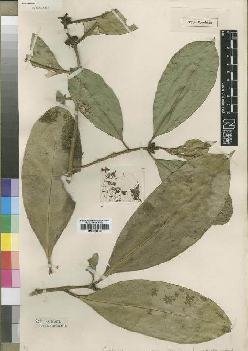 Craterispermum aristatum Wernham - BM000903494