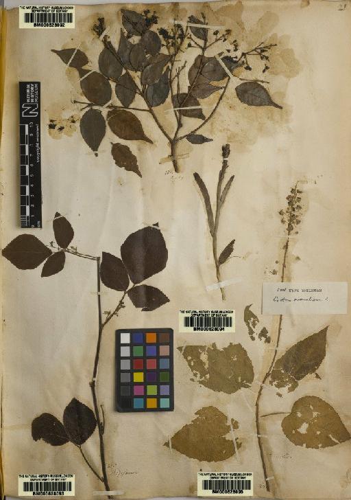 Myrtus zeylanica L. - BM000628092