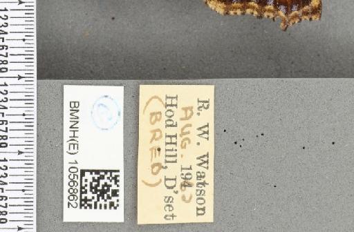 Aglais urticae ab. parvipuncta Raynor, 1909 - BMNHE_1056862_label_46372