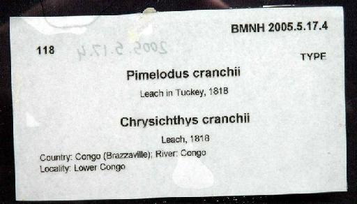 Chrysichthys cranchii (Leach, 1818) - 2005.5.17.4; Pimelodus cranchii; image of jar label; ACSI project image
