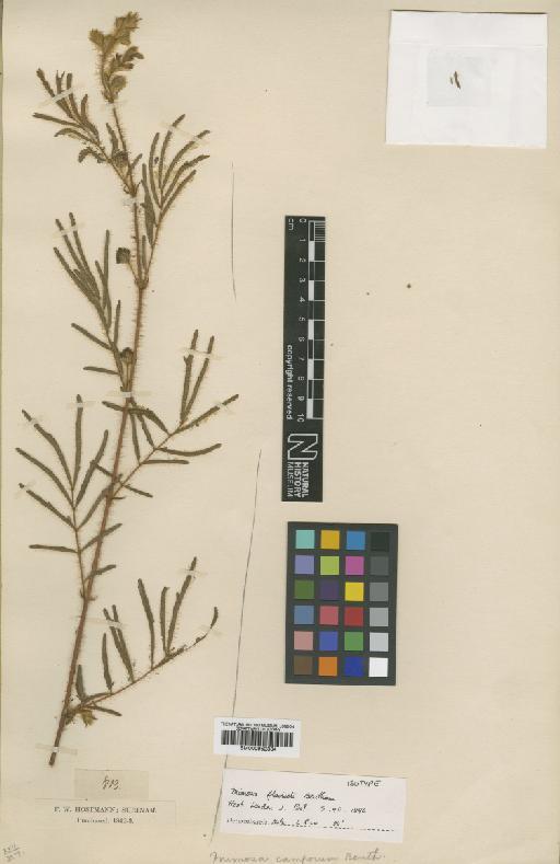 Mimosa flaviseta Benth. - BM000952334