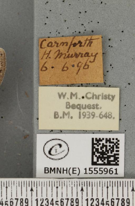 Dicallomera fascelina (Linnaeus, 1758) - BMNHE_1555961_label_255725