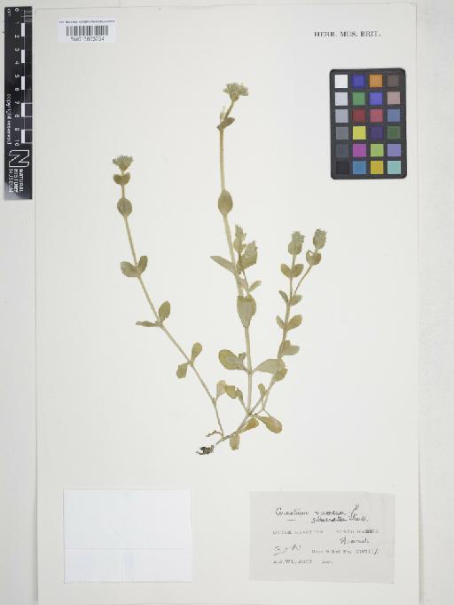 Cerastium glomeratum Thuill. - 013863754