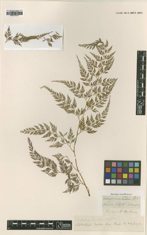 Onychium japonicum var. lucidum (D.Don) Christ - BM001044047