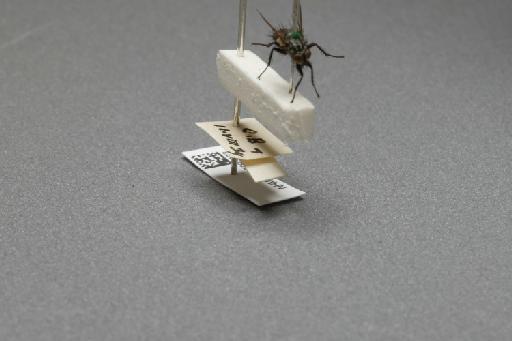 Sarcophaga (Myorhina) nigriventris Meigen, 1826 - 015091933_additional_4
