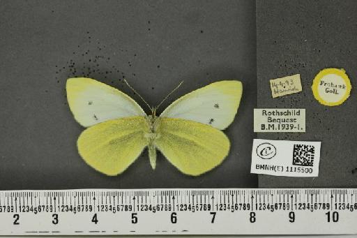 Pieris rapae rapae (Linnaeus, 1758) - BMNHE_1115500_70374