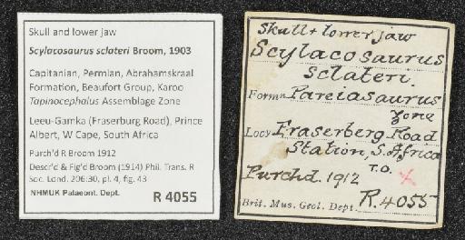 Alopecodon priscus Broom, 1908 - NHMUK PV R 4055 - labels