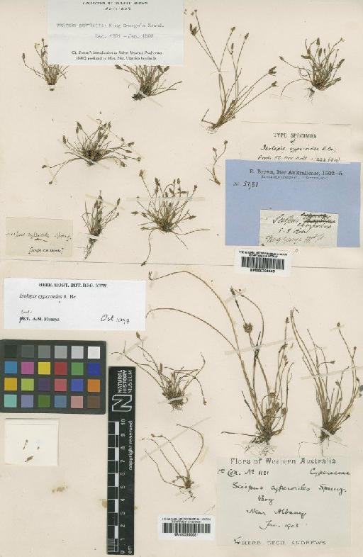 Isolepis cyperoides R.Br. - BM000990951