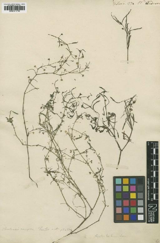 Hedyotis tenuifolia Sm. - BM001015799