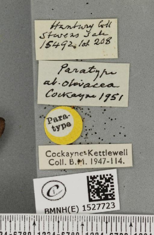 Malacosoma castrensis ab. olivacea Cockayne, 1951 - BMNHE_1527723_label_199373