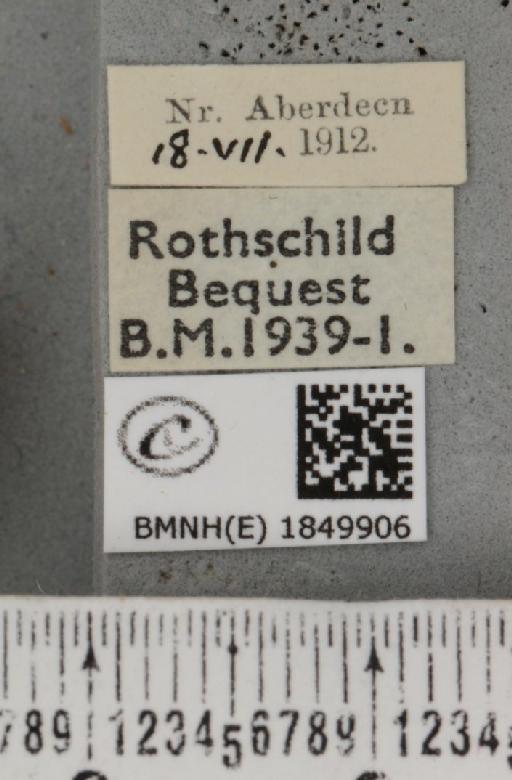 Macaria brunneata (Thunberg, 1784) - BMNHE_1849906_label_423184