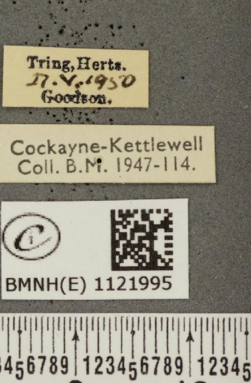 Pyrgus malvae (Linnaeus, 1758) - BMNHE_1121995_label_76822