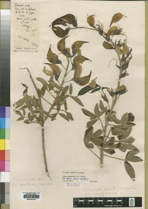 Crotalaria agatiflora subsp. imperialis (Taub.) Polhill - BM000843609