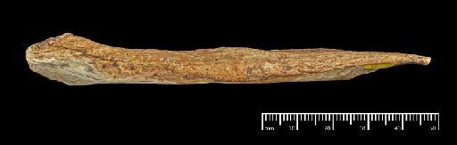 Scelidotherium leptocephalum Owen, 1840 - NHMUK PV M 82206 E (4).tif