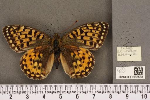 Argynnis aglaja (Linnaeus, 1758) - BMNHE_1085680_54578