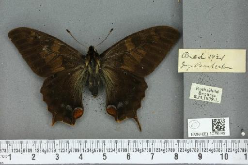 Papilio machaon britannicus ab. obscura Frohawk, 1938 - BMNHE_1079399_64316