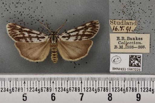 Coscinia cribraria bivittata (South, 1900) - BMNHE_1663228_282953