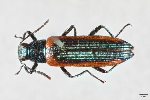 Strongylium varians Champion, 1888 - 014663317_Strongylium_varians_HT_DH