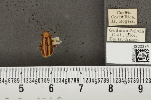 Acalymma coruscum costaricense Bechyné, 1955 - BMNHE_1320374_21141