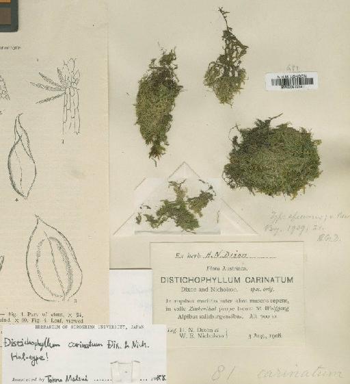 Distichophyllum carinatum Dixon & W.E.Nicholson - BM000972341