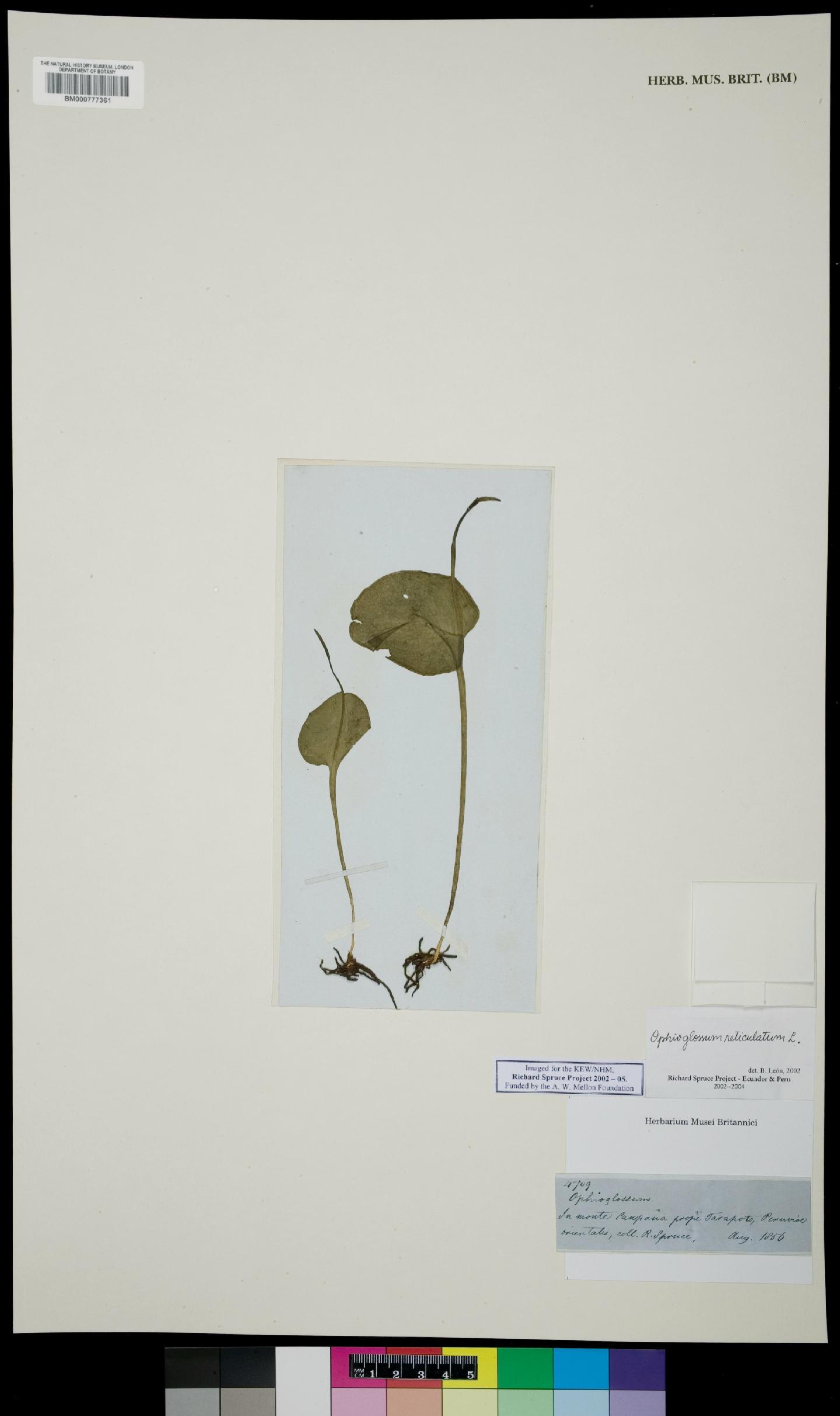 To NHMUK collection (Ophioglossum L.; NHMUK:ecatalogue:4679572)