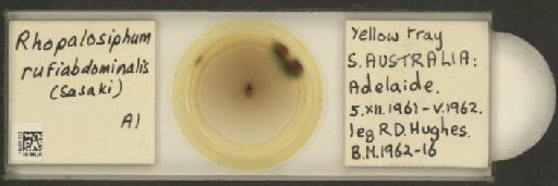 Rhopalosiphum rufiabdominalis Sasaki, 1899 - 010108761_112780_1095924