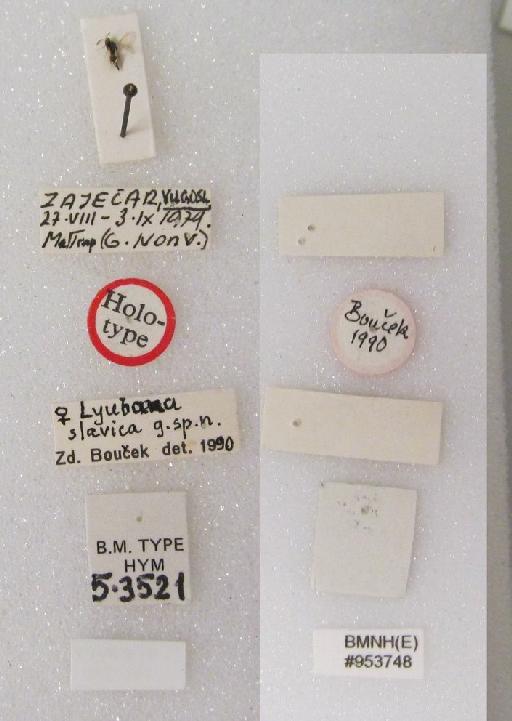 Lyubana slavica Boucek, 1991 - Lyubana slavica # 953748 Hym Type 5.3521 labels